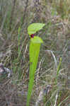 Yellow pitcherplant